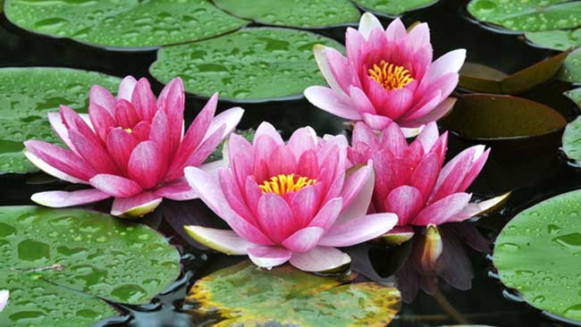 Teratai: The Enchanting Water Lily of Southeast Asia